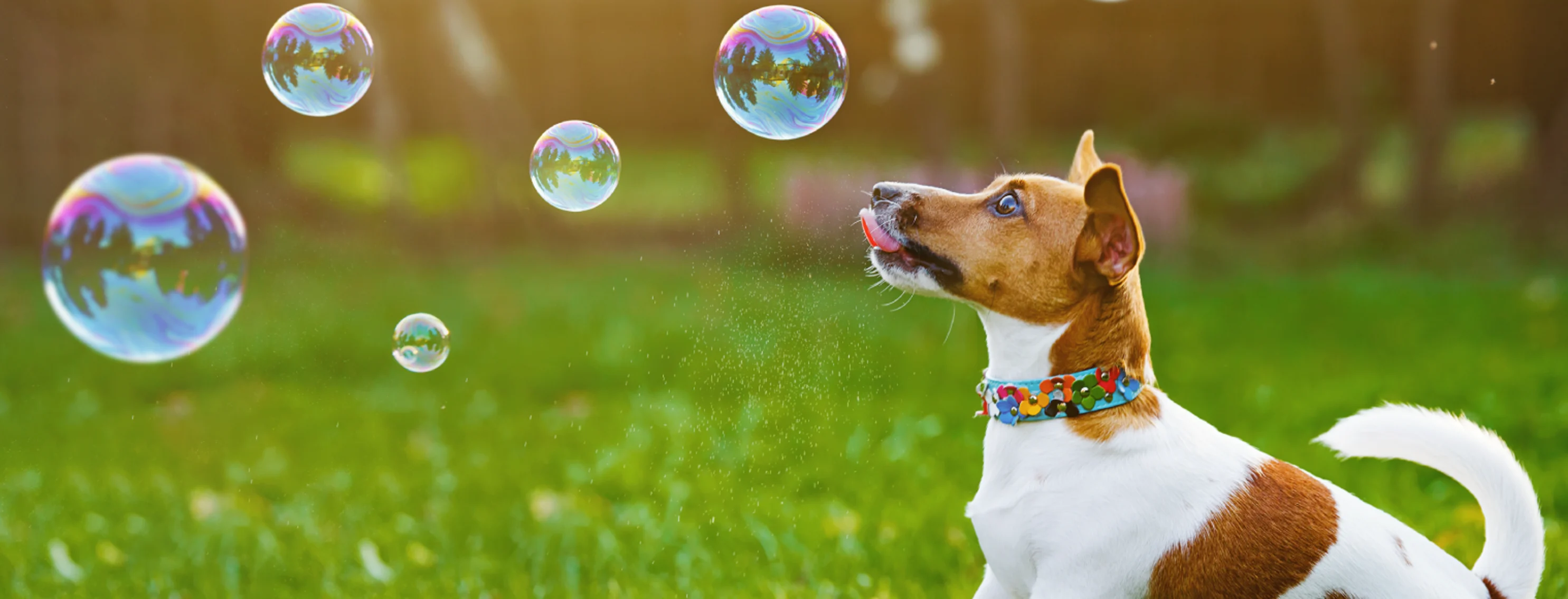 Dog looking at bubbles in grass